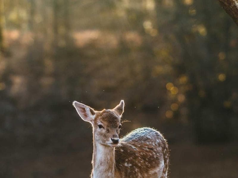 SEO & Content Strategy